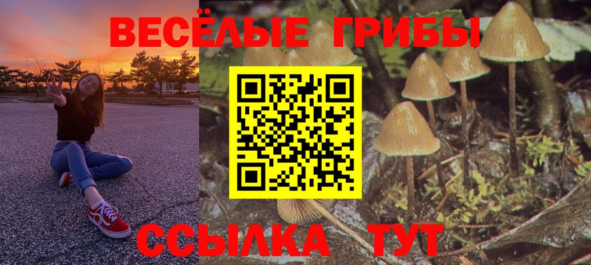 Псилоцибиновые грибы Cubensis Знаменск